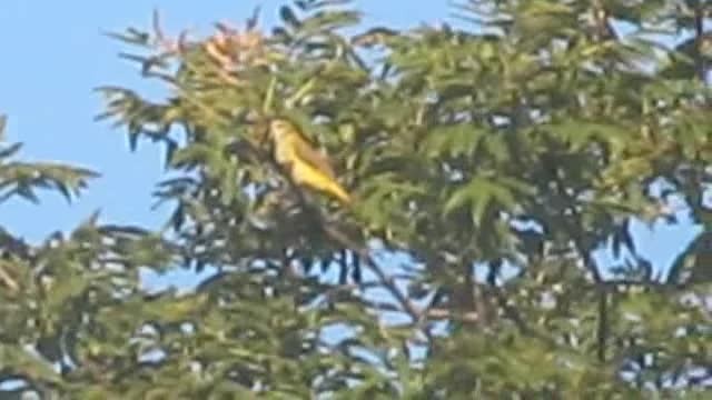 Eurasian Golden Oriole - ML201883791