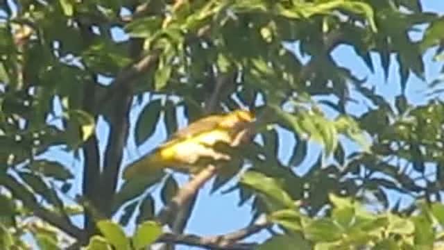 Eurasian Golden Oriole - ML201883831