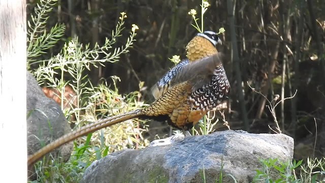 Reeves's Pheasant - ML201883891