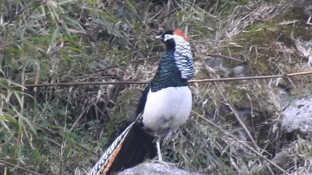 Lady Amherst's Pheasant - ML201883901