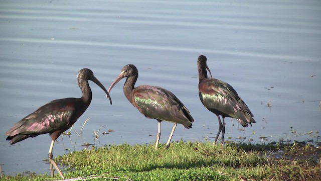 Glossy Ibis - ML201883971