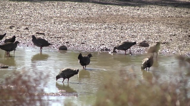 Black-tailed Nativehen - ML201883981