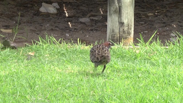 Buff-banded Rail - ML201883991