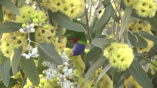 Rainbow Lorikeet - ML201884021