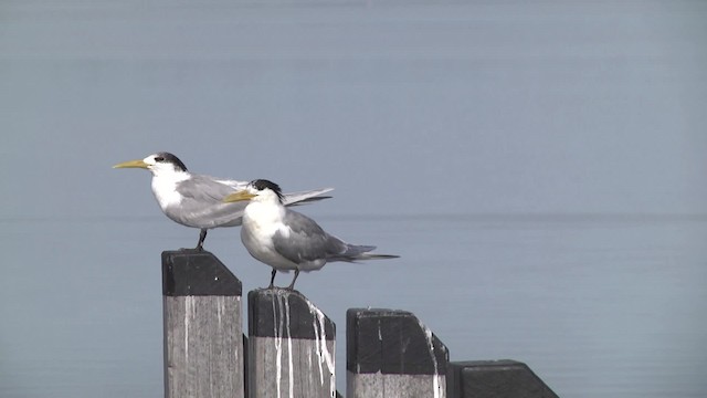 Great Crested Tern - ML201884031