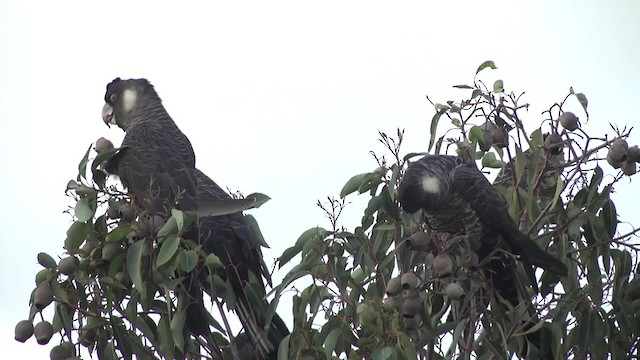 Cacatúa Fúnebre Piquilarga - ML201884041