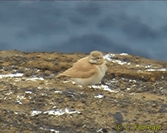 Bar-tailed Lark - ML201884081