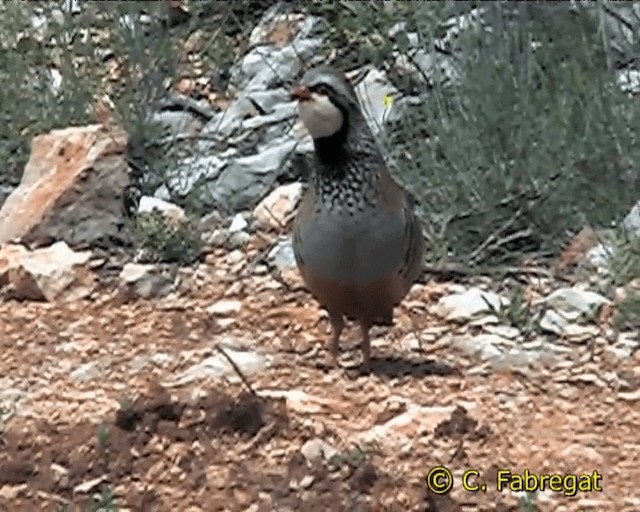 Red-legged Partridge - ML201884201