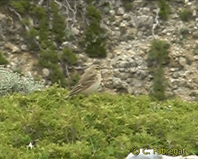 Tawny Pipit - ML201884231