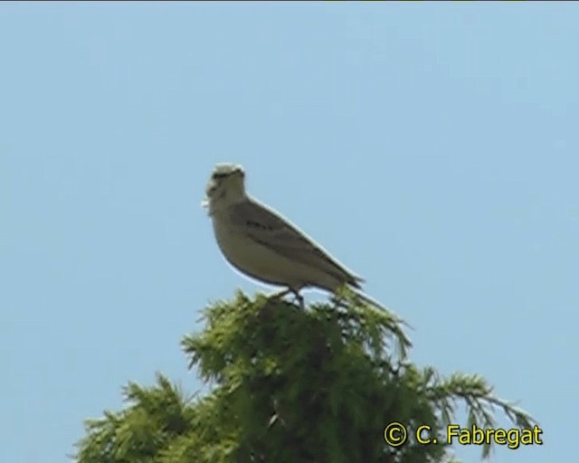 Tawny Pipit - ML201884241