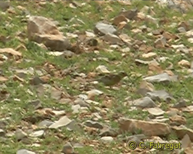 Cirl Bunting - ML201884431