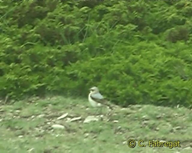 Northern Wheatear (Eurasian) - ML201884471