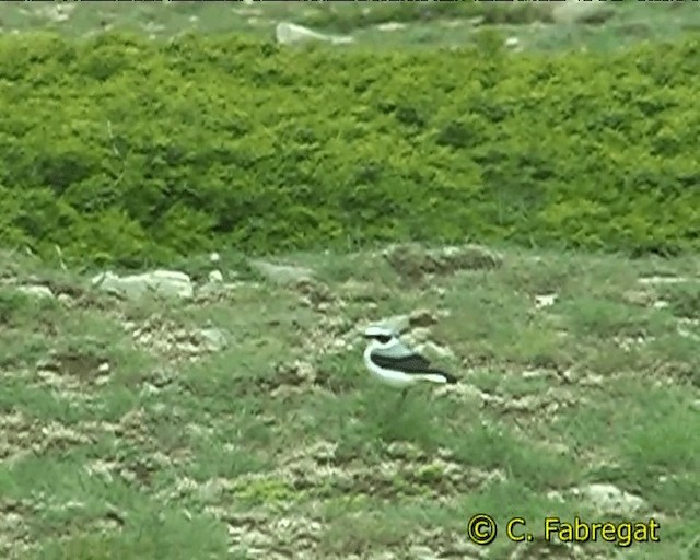 Northern Wheatear (Eurasian) - ML201884481