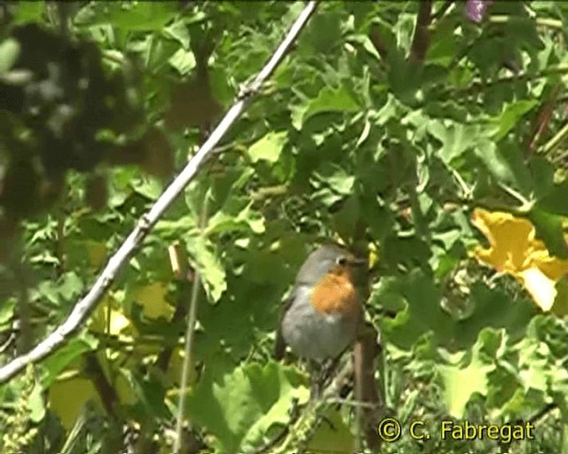 European Robin - ML201884691