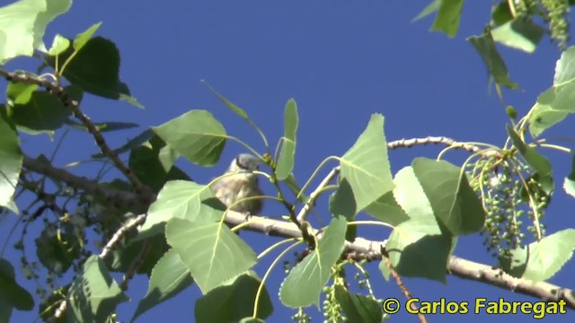 Eurasian Nuthatch (Western) - ML201884721