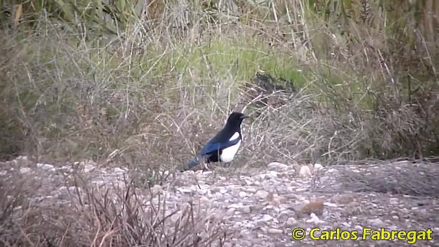 Eurasian Magpie (Iberian) - ML201884861