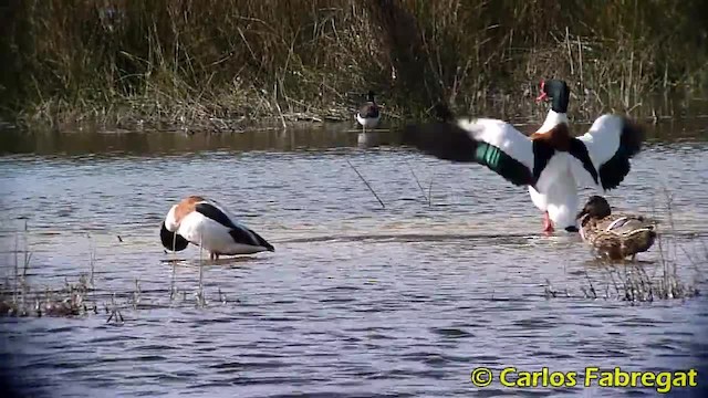 Common Shelduck - ML201884881