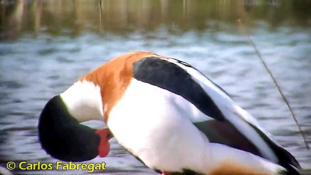 Common Shelduck - ML201884891