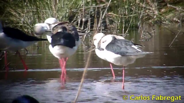 Black-winged Stilt - ML201884921