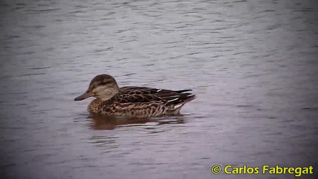 Green-winged Teal (Eurasian) - ML201884951