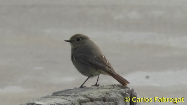 クロジョウビタキ（gibraltariensis／aterrimus） - ML201884971