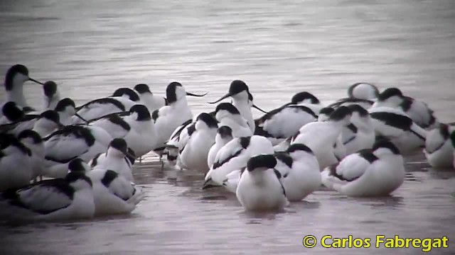 Pied Avocet - ML201885001