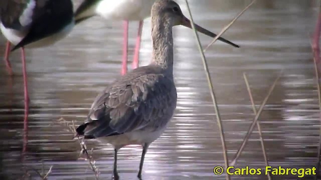 オグロシギ（limosa） - ML201885021