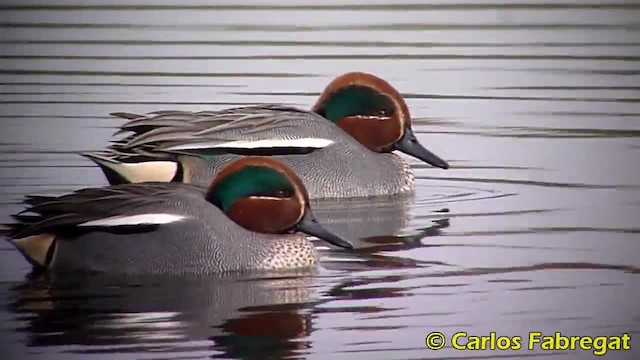 Green-winged Teal (Eurasian) - ML201885041