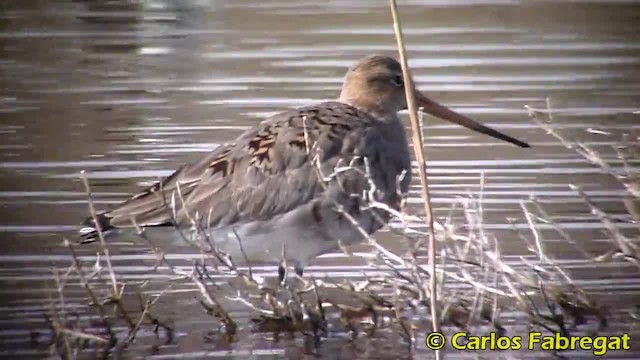 オグロシギ（limosa） - ML201885051