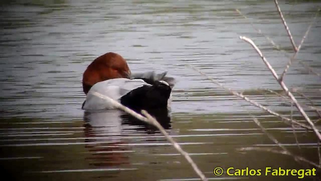 Common Pochard - ML201885061