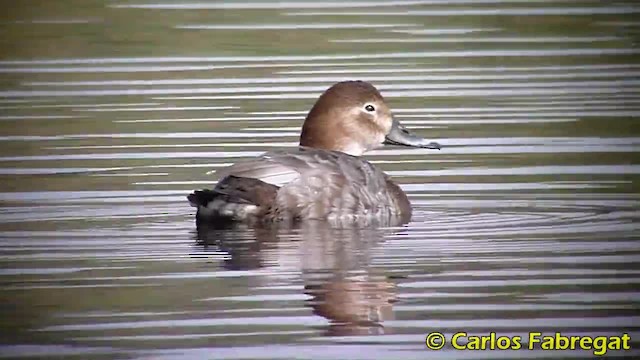 Common Pochard - ML201885071