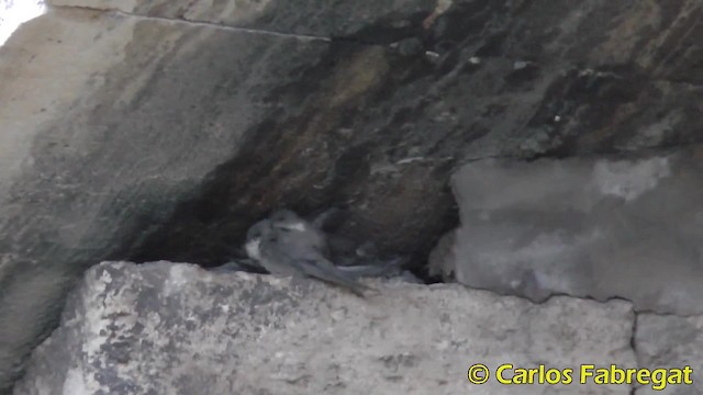 Eurasian Crag-Martin - ML201885081