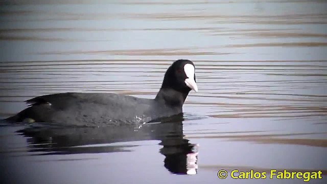 Eurasian Coot - ML201885101