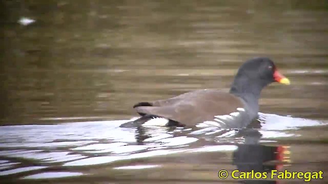 Eurasian Moorhen - ML201885111