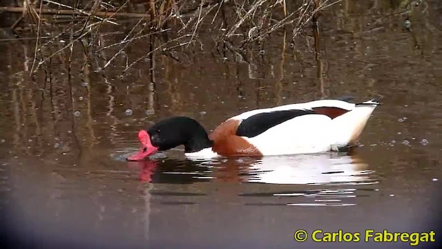 Common Shelduck - ML201885121