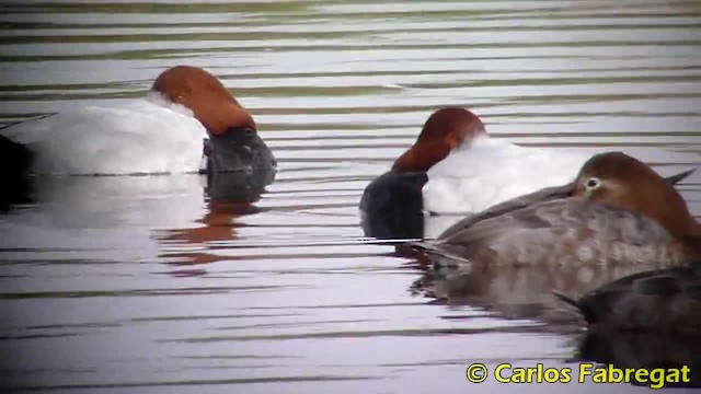 Common Pochard - ML201885131