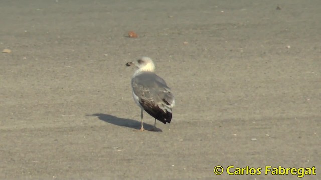 Yellow-legged Gull (michahellis) - ML201885141