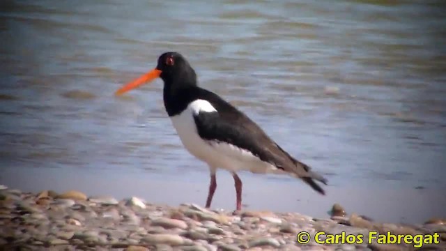 Eurasian Oystercatcher (Western) - ML201885161