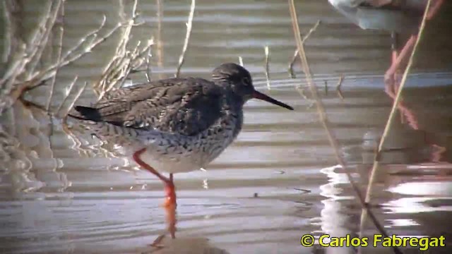 Common Redshank - ML201885191