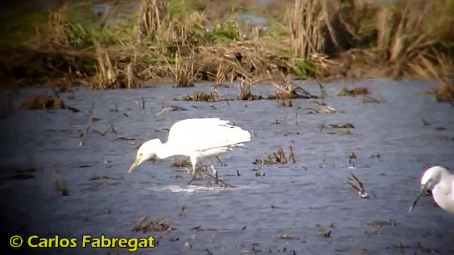 Чапля єгипетська (підвид ibis) - ML201885201