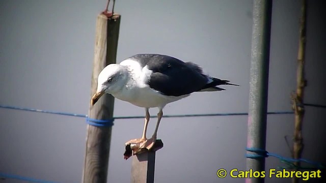 Lesser Black-backed Gull (graellsii) - ML201885221