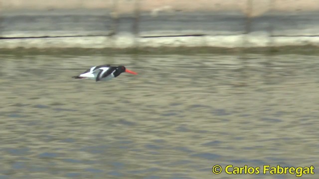 Eurasian Oystercatcher (Western) - ML201885231