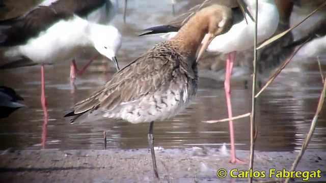 オグロシギ（limosa） - ML201885251