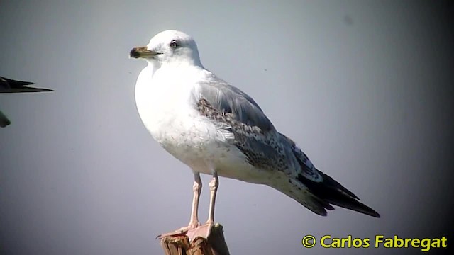 Gaviota Patiamarilla (michahellis) - ML201885261