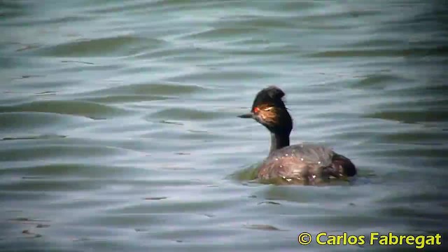 Eared Grebe - ML201885271