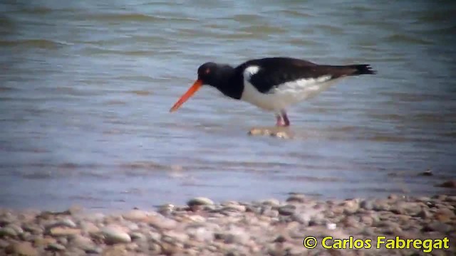 Eurasian Oystercatcher (Western) - ML201885291