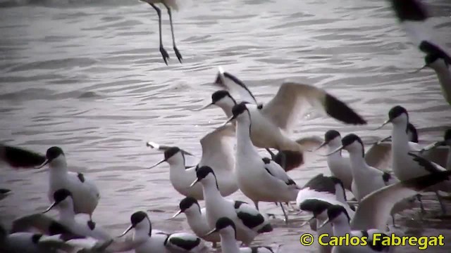 Avocette élégante - ML201885321