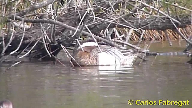 Garganey - ML201885331