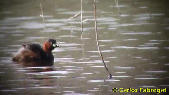 カイツブリ（ruficollis グループ） - ML201885341