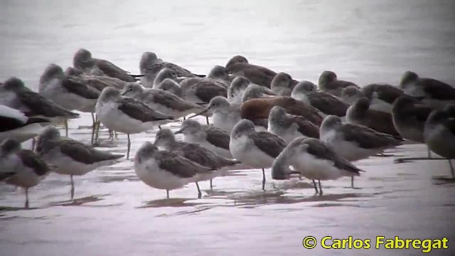 Common Greenshank - ML201885351